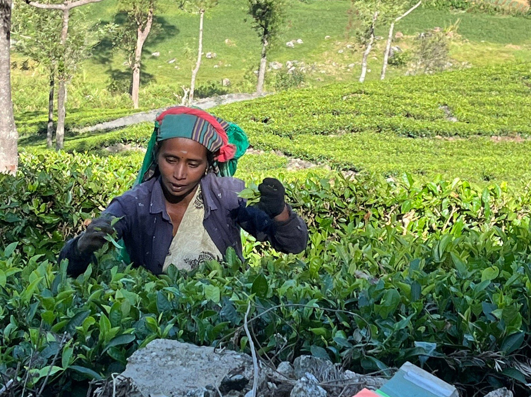 Fernando Tours-希克杜沃必去景点