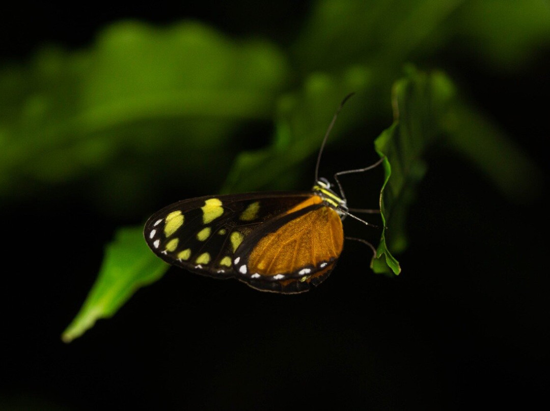 Wildlife Tours Costa Rica - Arenal-福德圣卡洛斯必去景点