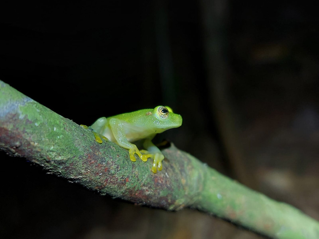 Wildlife Tours Costa Rica - Arenal-福德圣卡洛斯必去景点