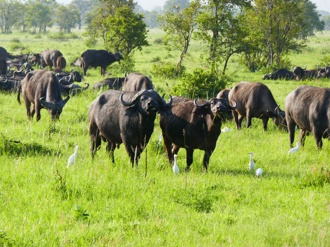 TanzAmerica Safaris Ltd.-米库米国家公园必去景点