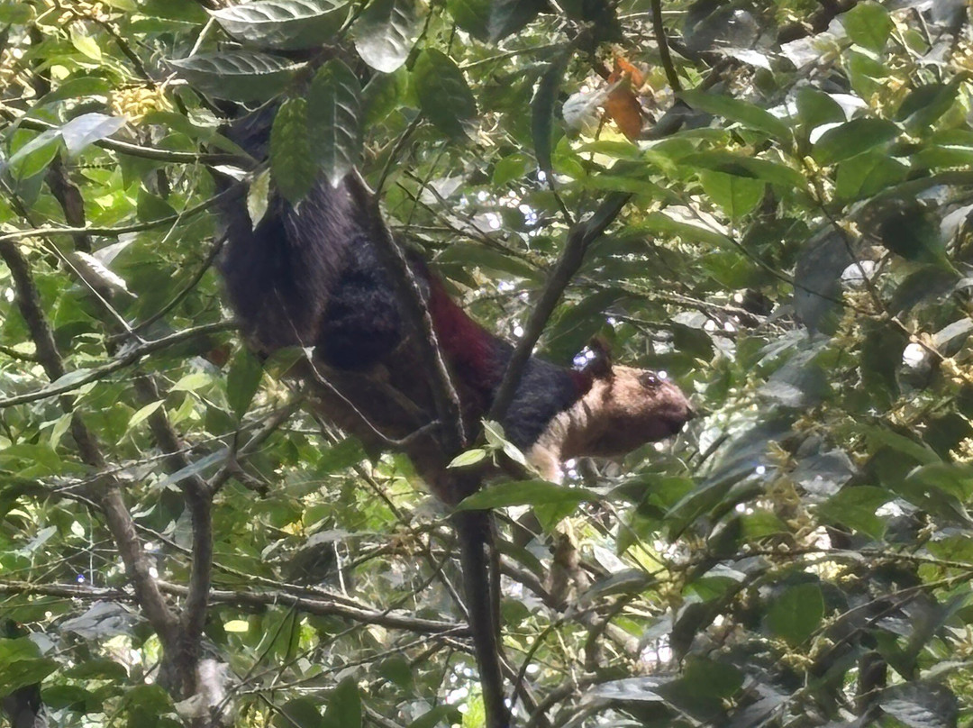 Periyar National Park景点图片