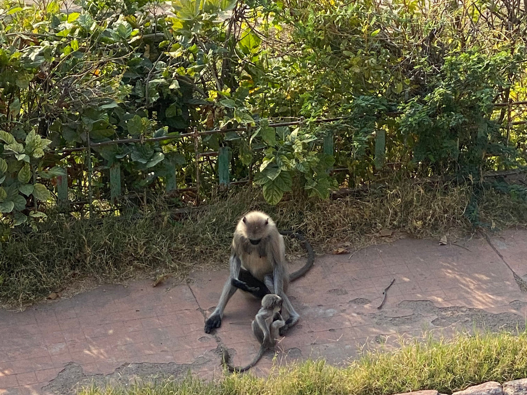 Bablu Tuk Tuk Auto Tour-焦特布尔必去景点