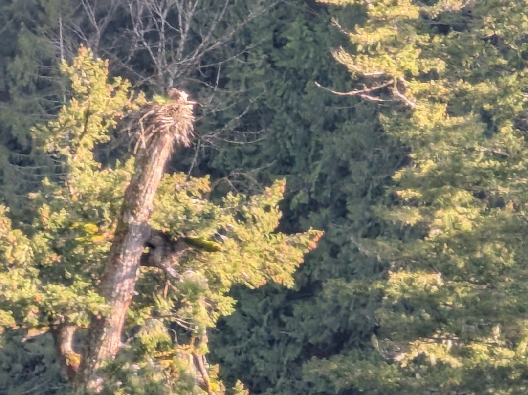 The Roaring River Bed & Breakfast主图