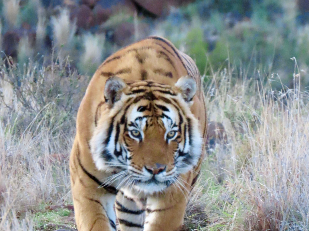 Tiger Canyon Private Game Reserve-Philippolis必去景点