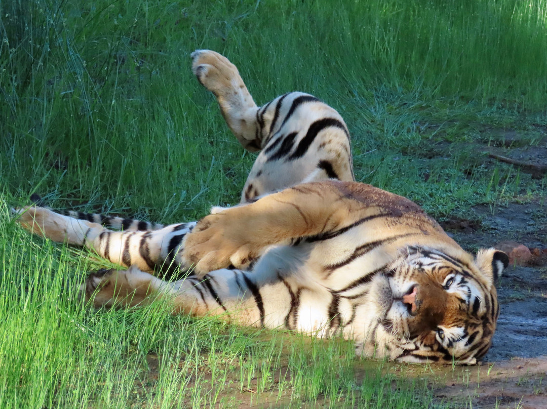 Tiger Canyon Private Game Reserve-Philippolis必去景点