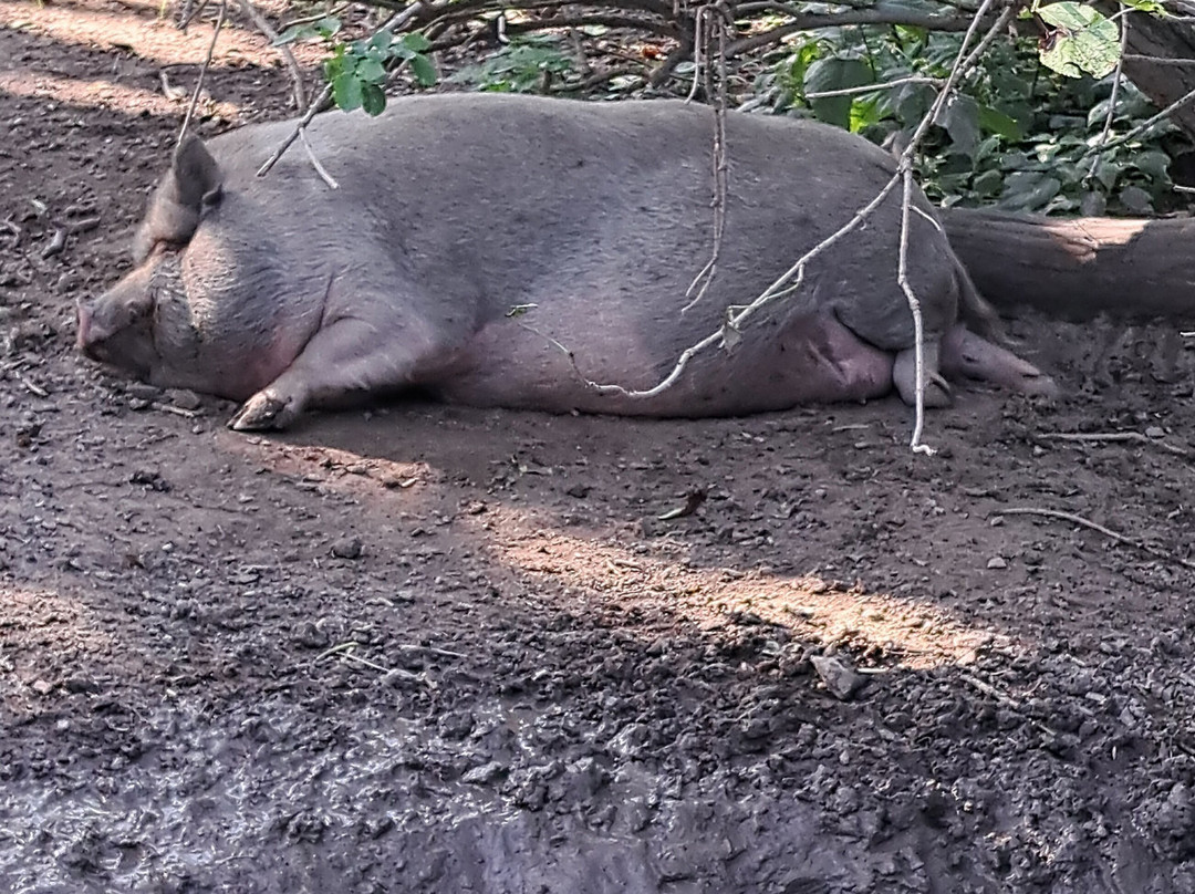 Tierpark Sababurg-Hofgeismar必去景点