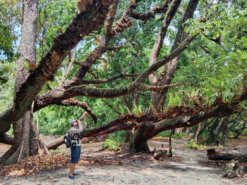 Ujung Kulon Ecotourism-Ujungjaya必去景点