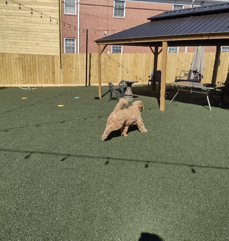 Manchester Dog Park & Social Club-Manchester必去景点