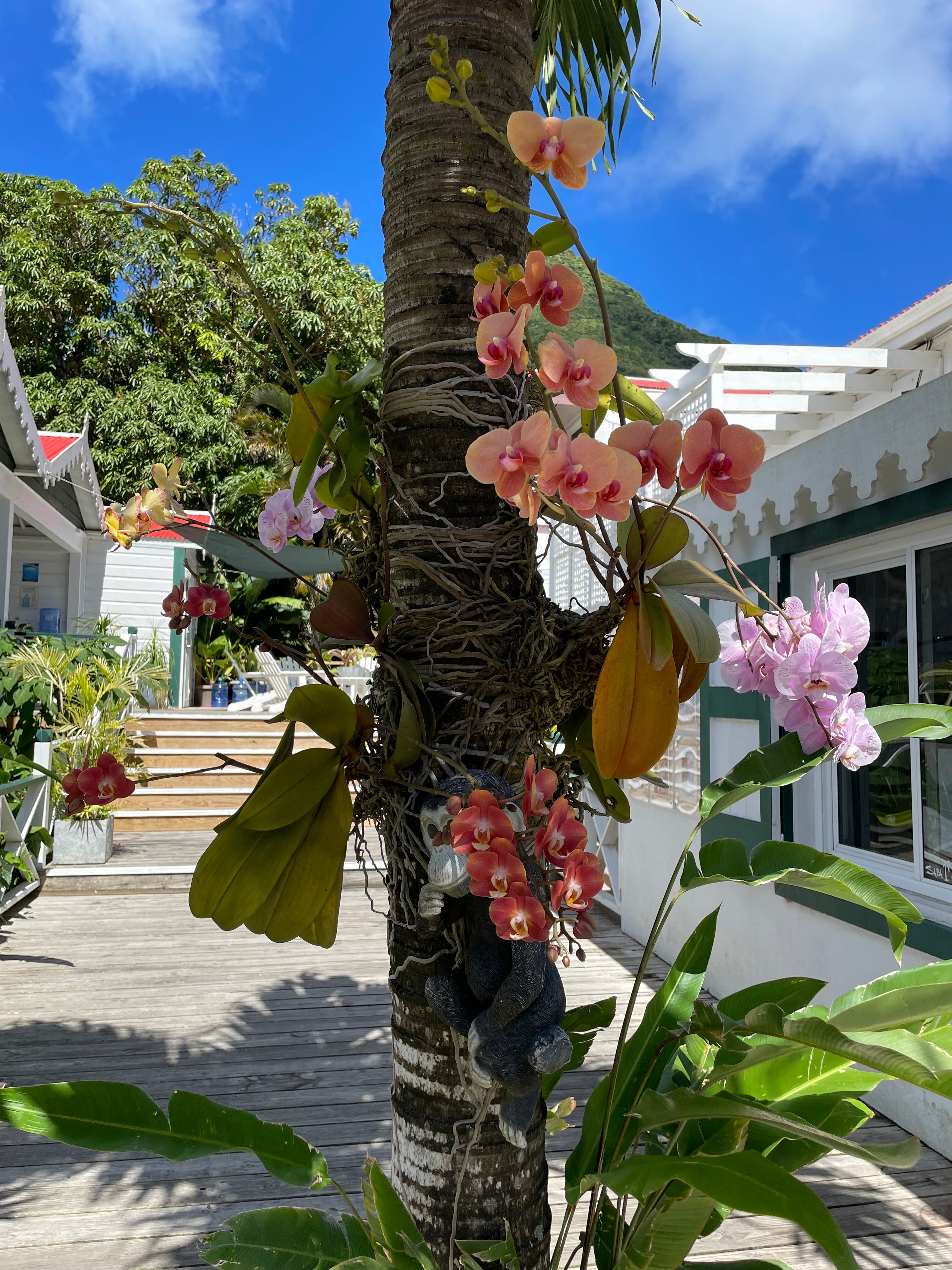 Juliana's Hotel-官方