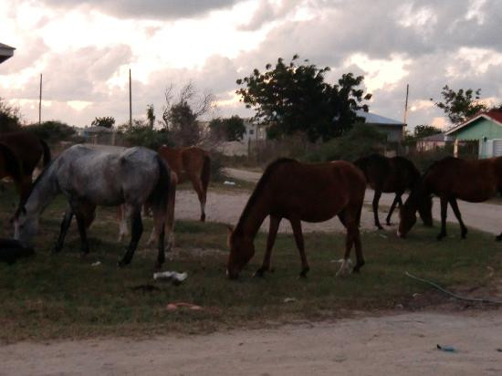 Palm Tree Guest House主图