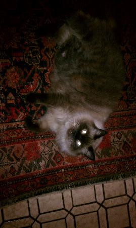 Magnolia Glen Bed and Breakfast主图