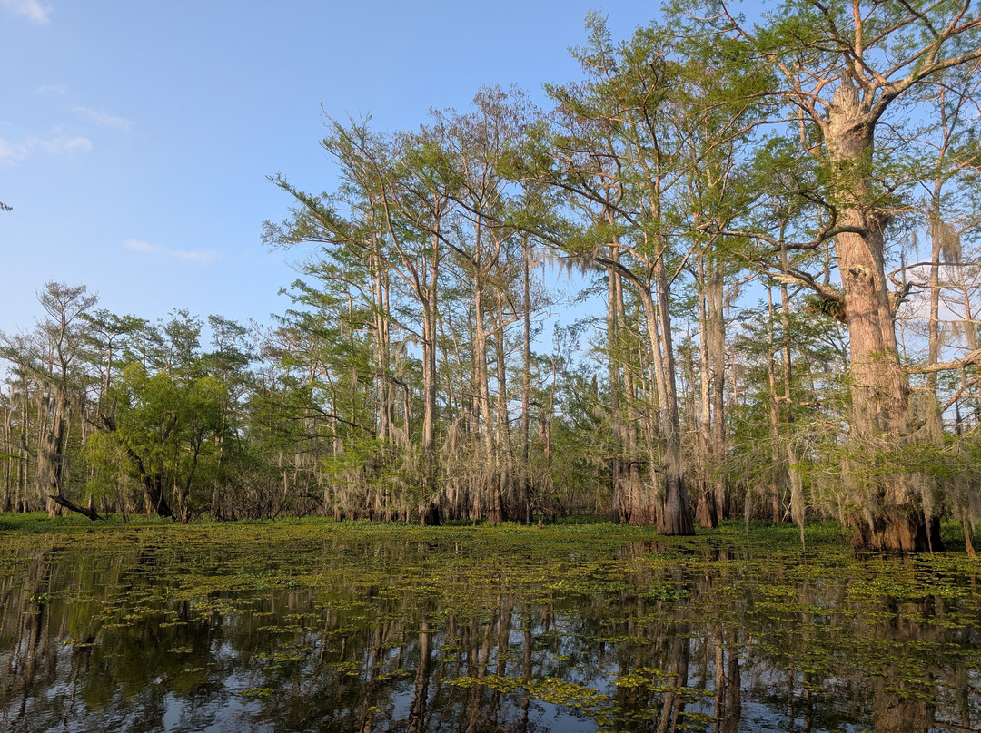 The Last Wilderness Swamp Tour景点图片