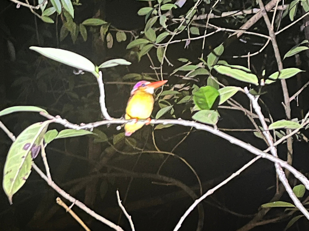 Orangutan Applause - Day Tours-Pangkalan Bun必去景点