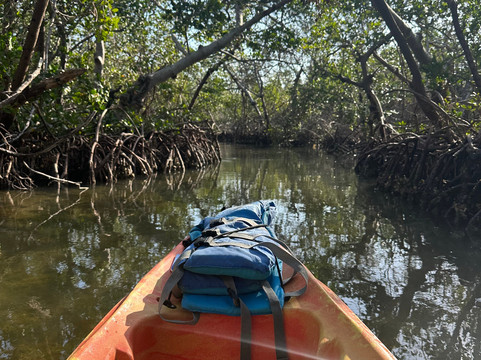 Sea Life Kayak Adventures-萨拉索塔必去景点
