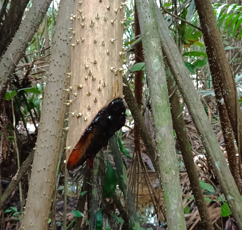 Wonder Amazon景点图片