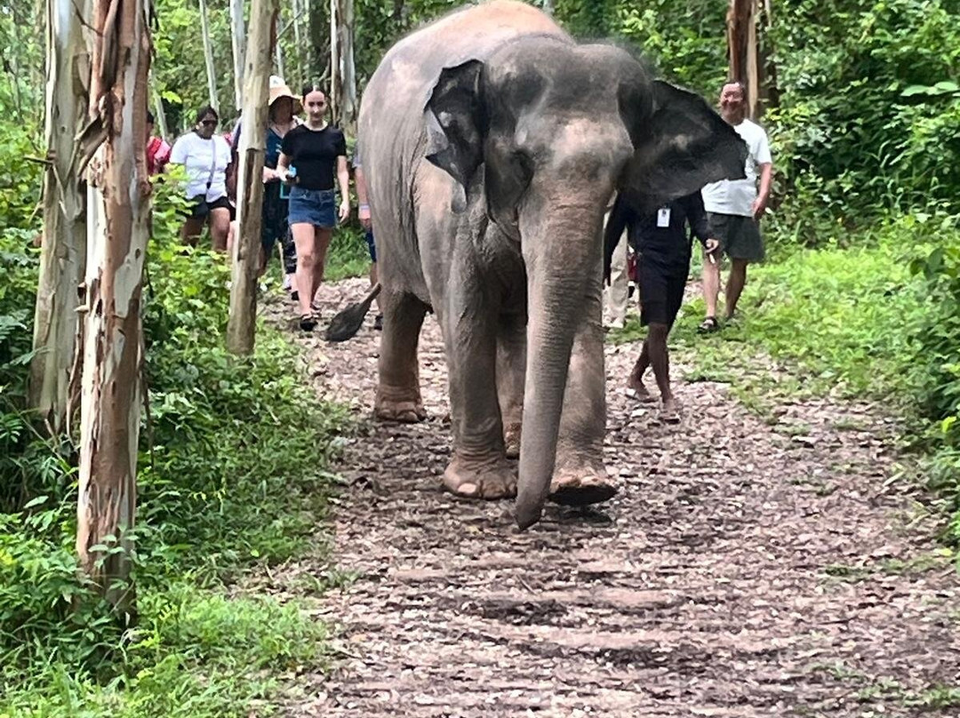 Kerchor Elephant Family Phuket-卡图必去景点