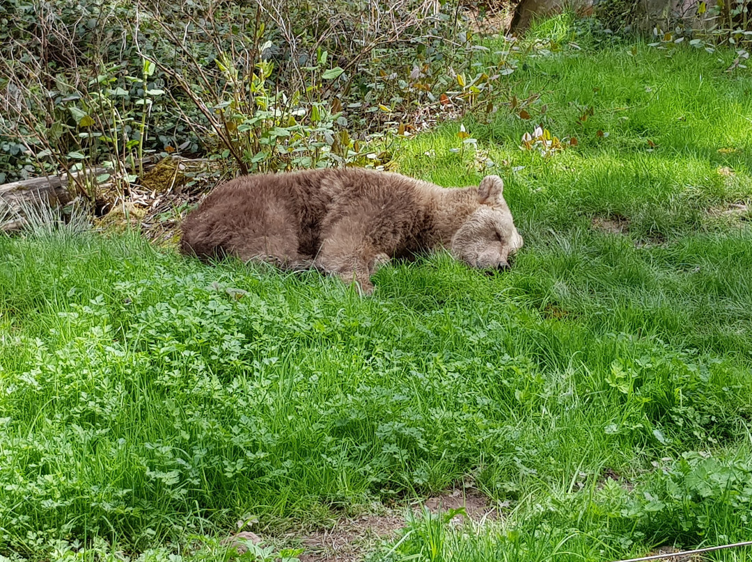 Alternativer Wolf- Und Barenpark Schwarzwald-Bad Rippoldsau-Schapbach必去景点