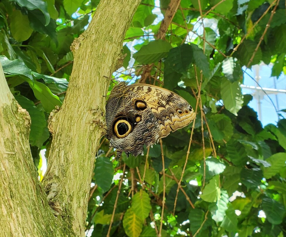 克莱尔蝴蝶中心-休斯顿必去景点