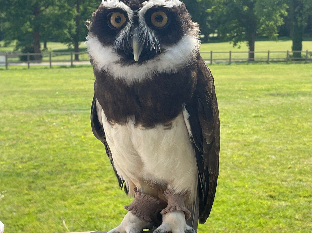 Surrey Hills Falconry景点图片