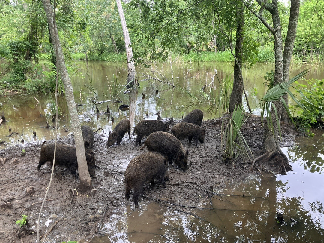 Cajun Pride Swamp Tours景点图片