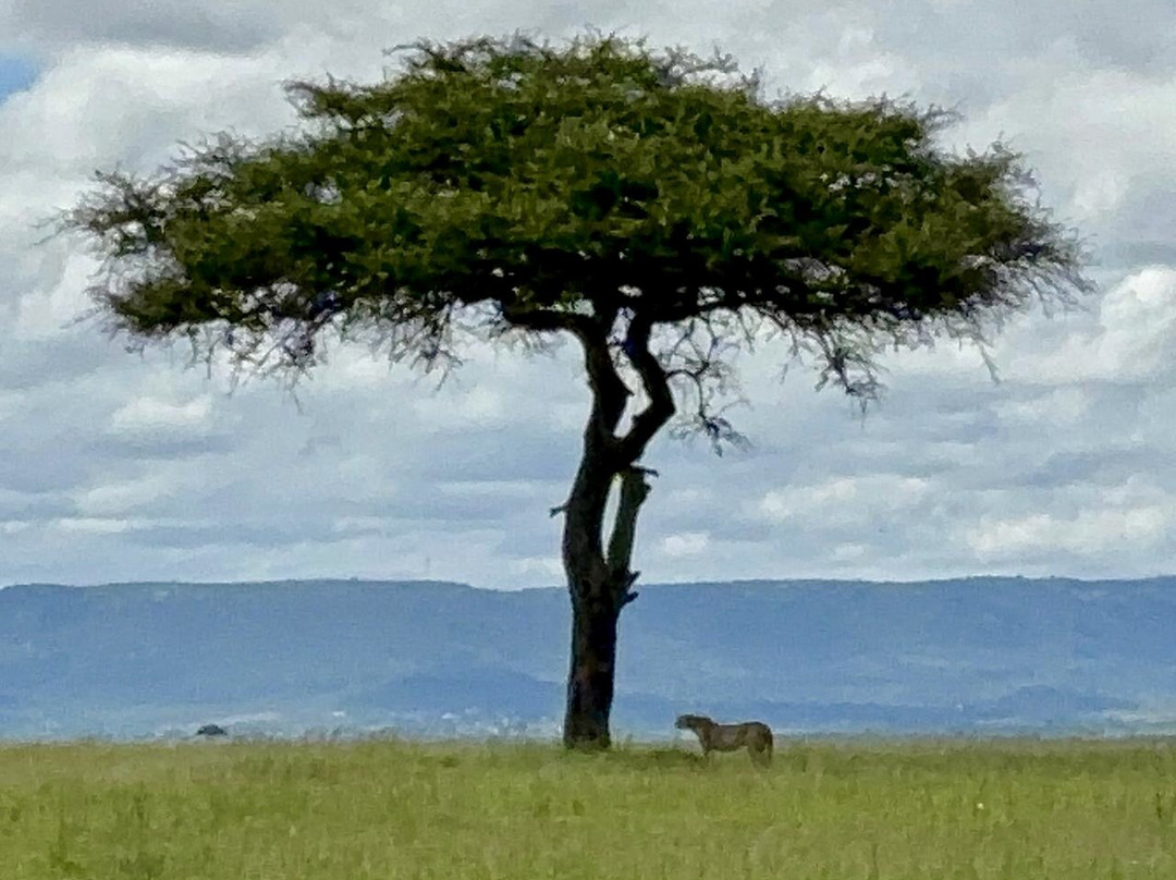 Safari Monks景点图片