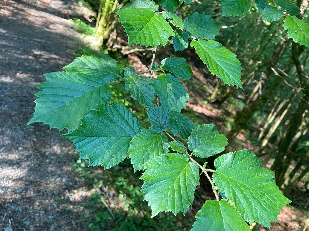 Grizedale Forest-Hawkshead必去景点