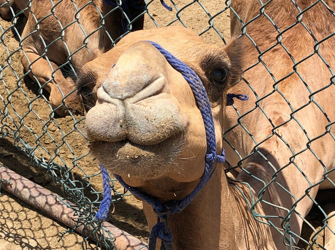 Royal Camel Farm-麦纳麦必去景点