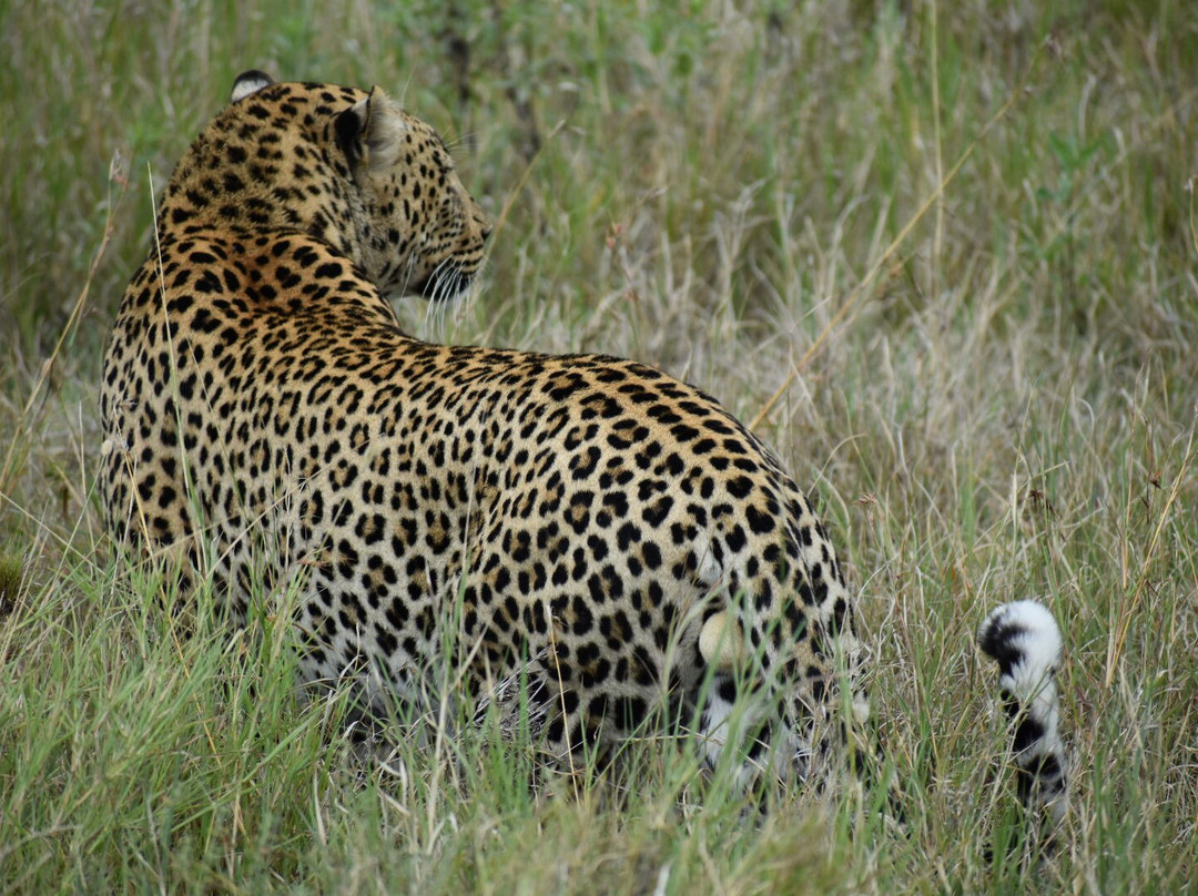 Safari 56 Limited-Dar es Salaam必去景点