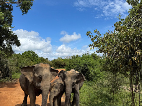 Travelnlanka-科伦坡必去景点