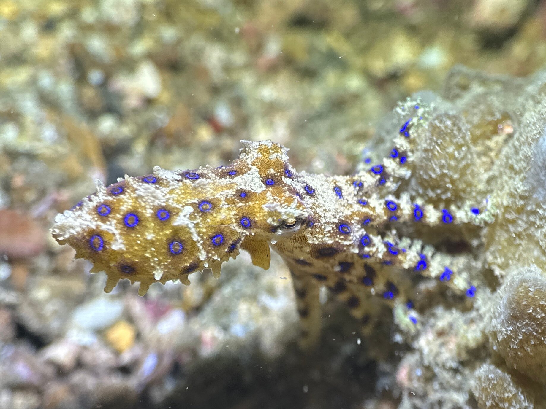 Lembeh Resort-泳池
