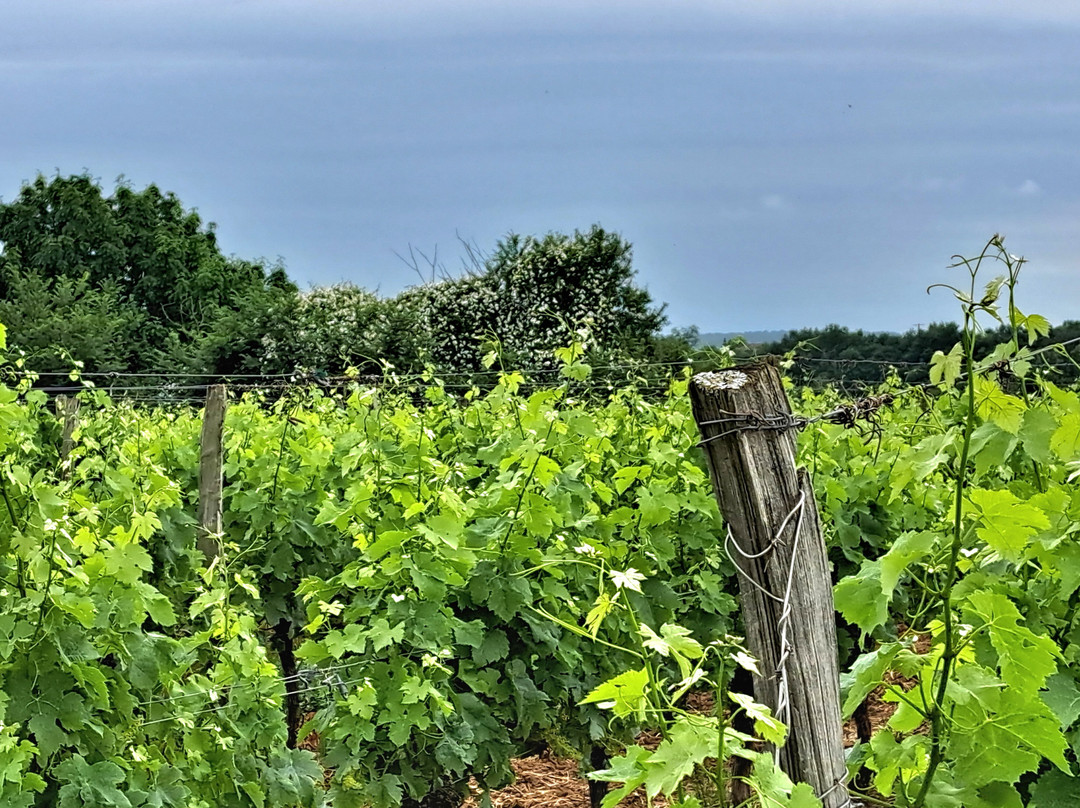 Coup 2 Foudres主图