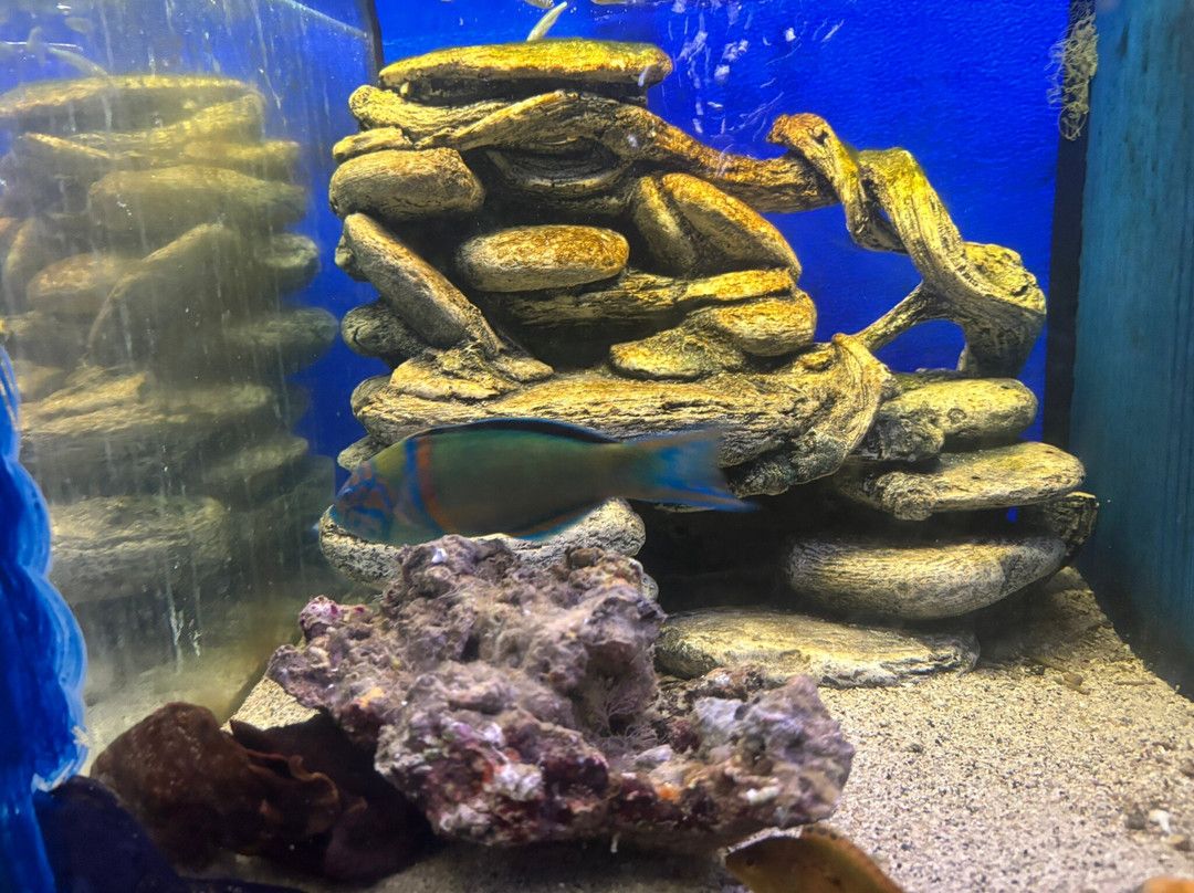 Aquarium Of Faliraki (Aquaworld)景点图片