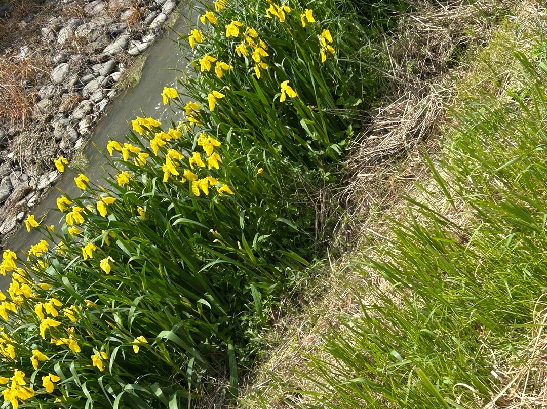 Onocho Rose Park-小野町必去景点