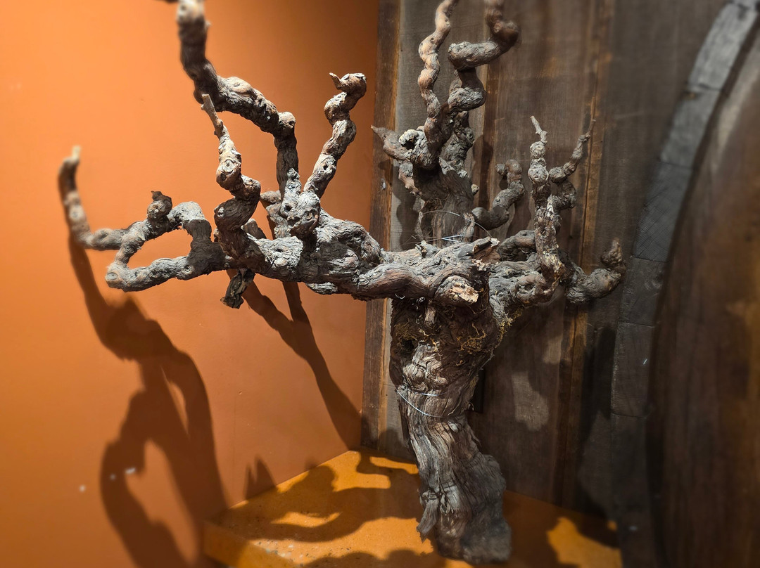 Martinelli Winery & Vineyards景点图片