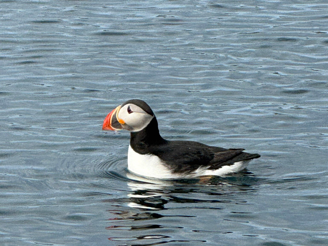 Ocean Adventures-Stykkisholmur必去景点