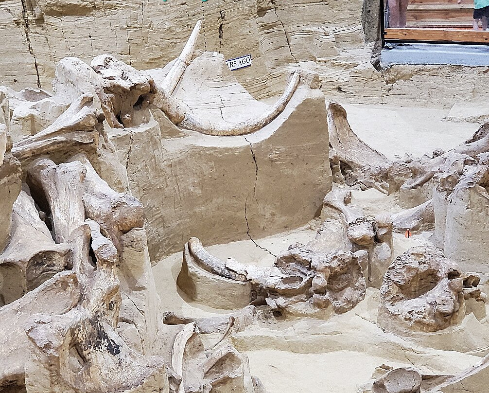 The Mammoth Site of Hot Springs-温泉城必去景点