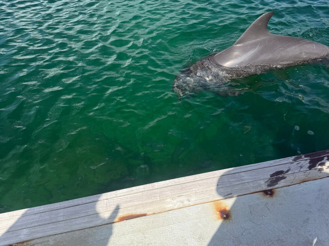 The Dolphin Experience-弗里波特必去景点