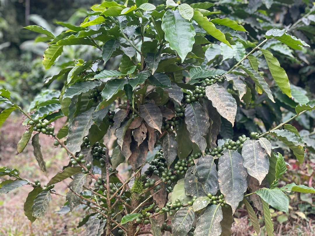 Café Don Emilio-Perez Zeledon必去景点