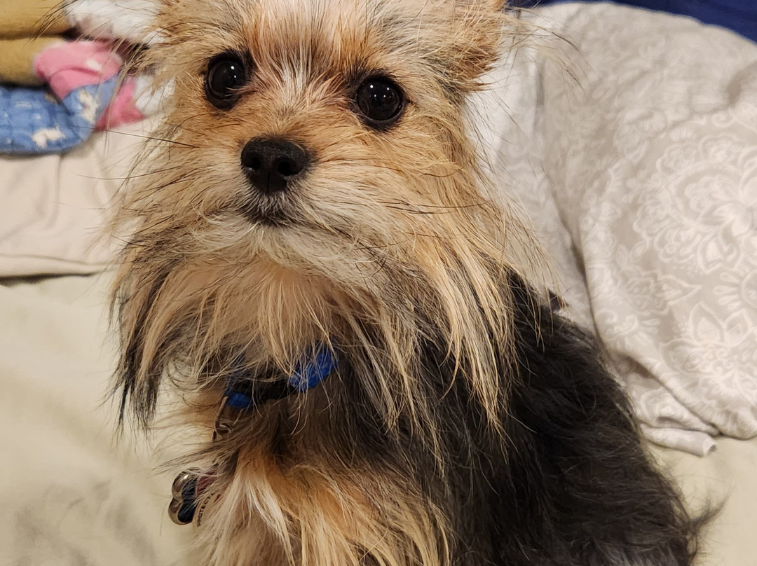 La Quinta Inn & Suites by Wyndham Muskogee主图