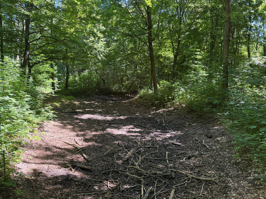 Eilenriede City Forest-汉诺威必去景点