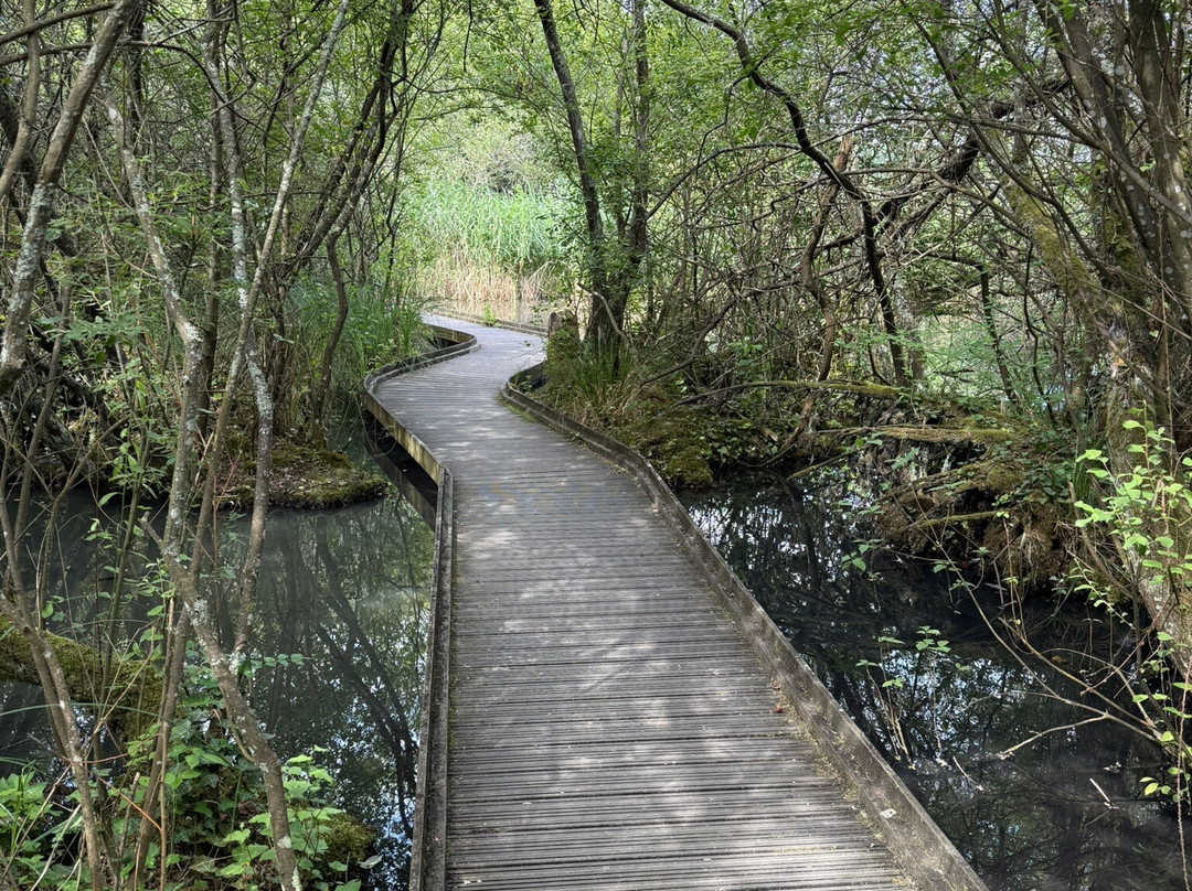 WWT Arundel Wetland Centre-阿伦德尔必去景点