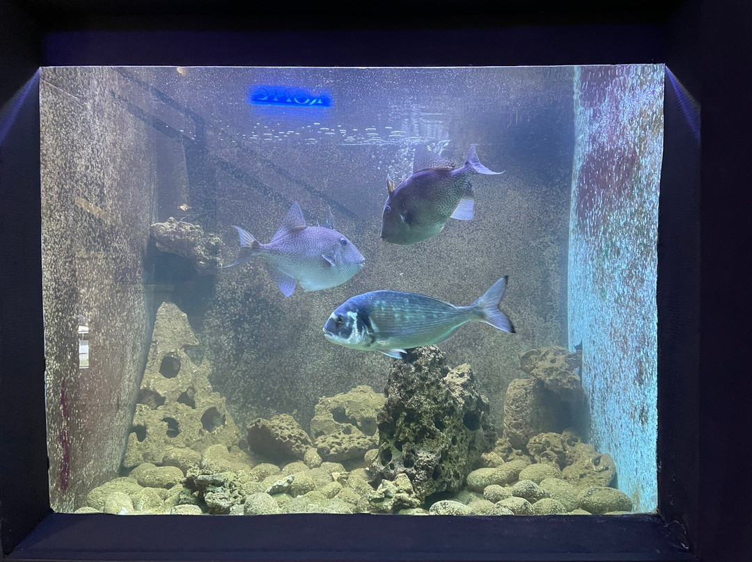 Aquarium-斯利维尼萨必去景点
