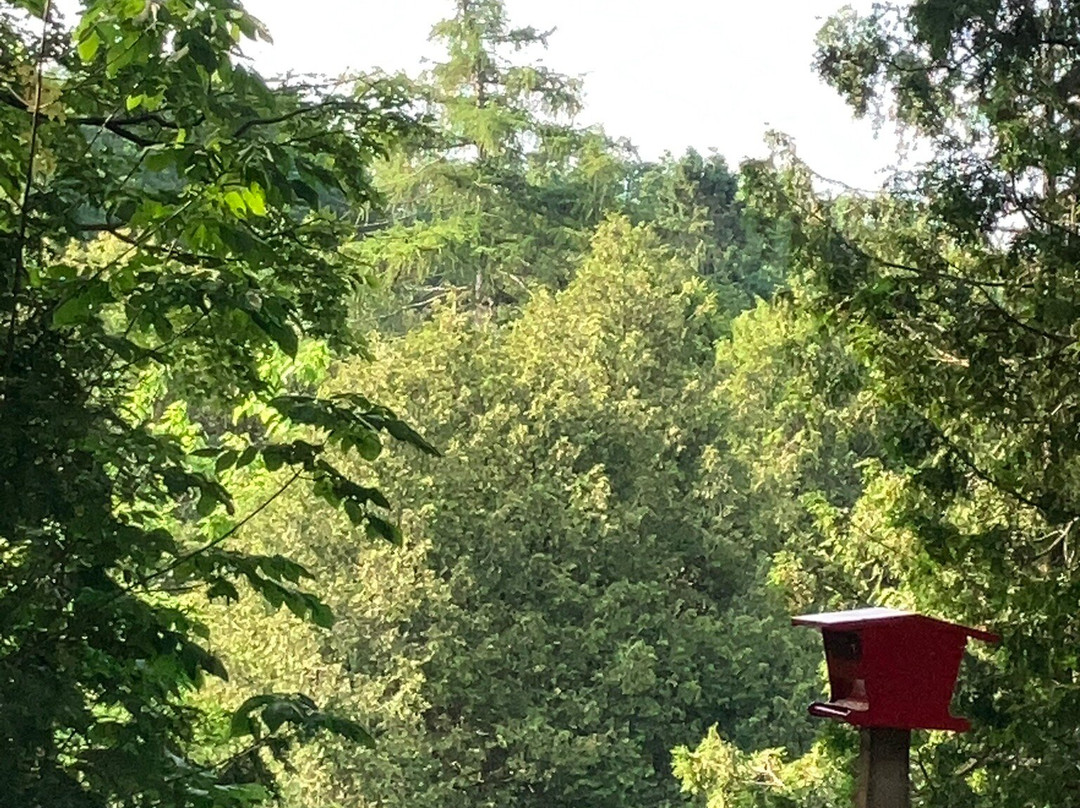 Sauble Falls Bed & Breakfast主图