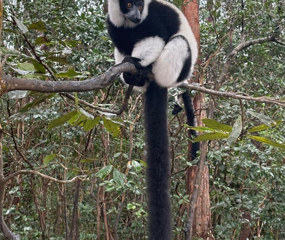 Madagascar Endemics & Resorts-安塔那那利佛必去景点