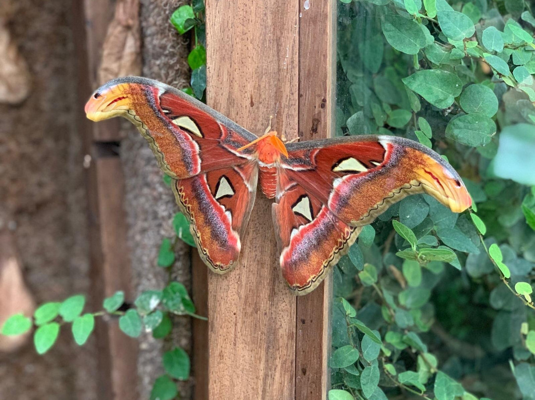 Butterfly Park Empuriabrava-Castello d'Empuries必去景点