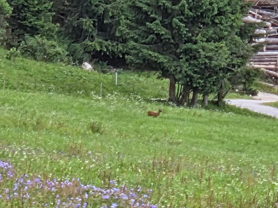 Chalet Wiesengluck主图