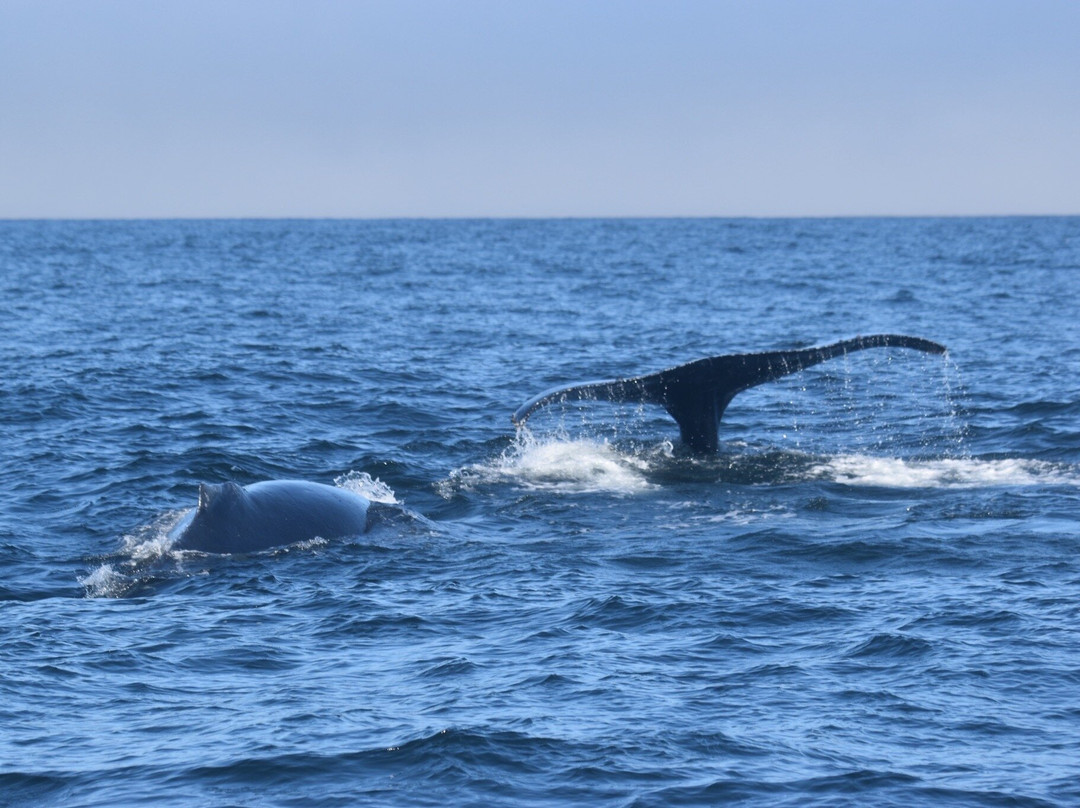 蒙特雷湾观鲸之旅-蒙特雷必去景点