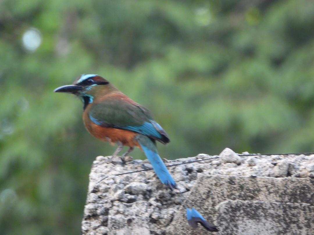 Birdwatching Tours in Sian Ka'an by Eddy-图伦必去景点
