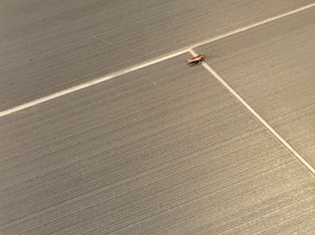 Wingate by Wyndham主图