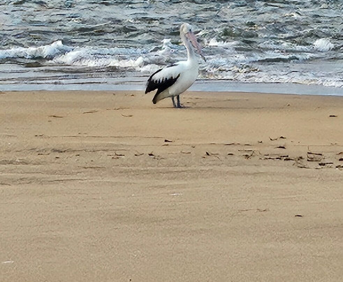 1770 Sunset Cruises-1770镇必去景点